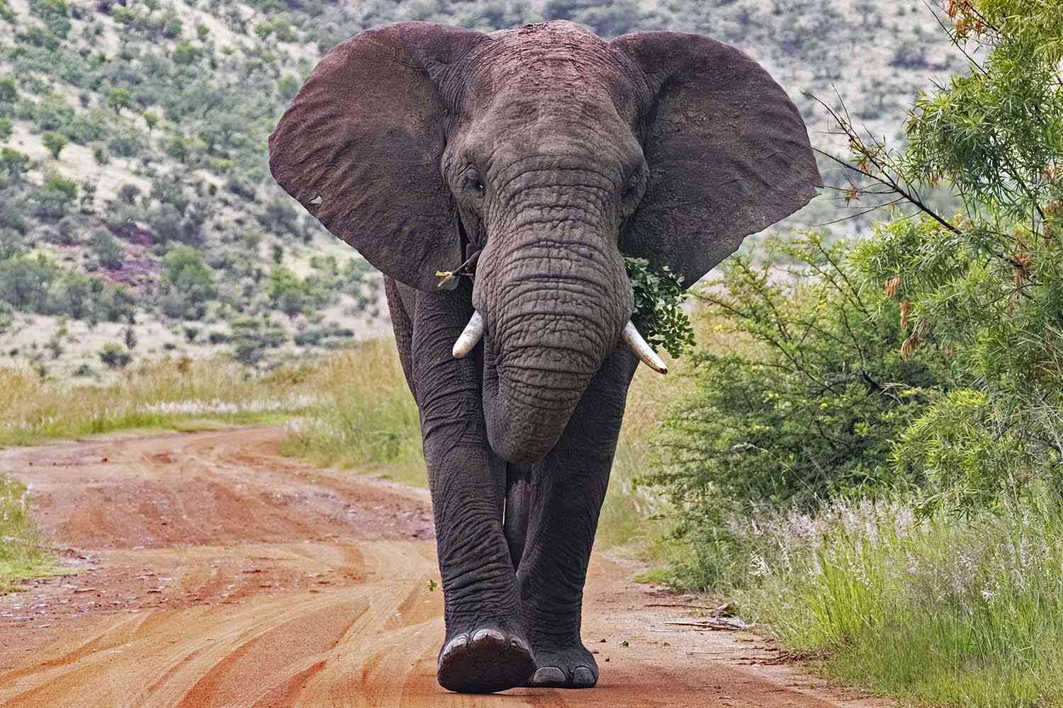Tourist Trampled to Death by Elephant in South Africa While Taking Photos at National Park