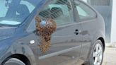 Sale de trabajar y se encuentra un enjambre de abejas en su coche