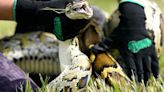 230 Pythons Taken From Florida Everglades In Annual Contest