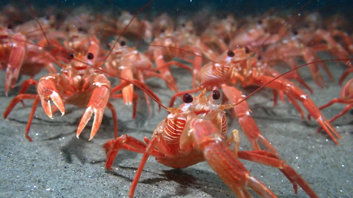 Thousands of tuna crabs spotted off San Diego's coast