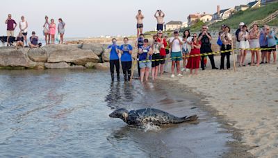 'And there she goes.' Marine rescuers release seal to Cape Cod Bay after critical injuries