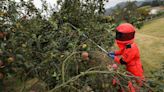 Gijón planta cara a la avispa asiática: más de 1.000 reinas capturadas en solo un mes