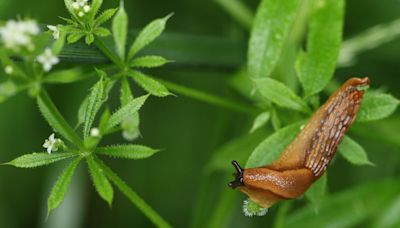 How to get rid of slugs