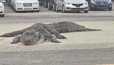 Massive dead alligator on median causes car to crash into Louisiana bayou