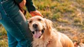 Dog Owner Teaches Fur Baby to Hug With Informative Step-By-Step Video