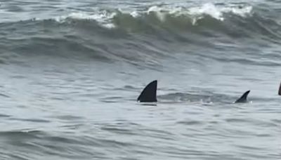 A shark was seen swimming close to the shore in Cape May Point