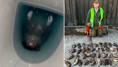 Woman sitting on toilet felt rat 'brush against her'