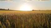 Navarra registra la campaña cerealista más productiva de la historia