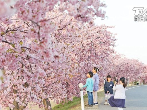 櫻花盛開又逢歐美長假 日本3月旅客數創新高、台灣第二名