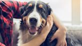 Is your pet scared of fireworks? How to keep dogs and cats safe and calm this Canada Day