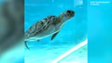 Sea turtle with missing flipper shows off recovery progress