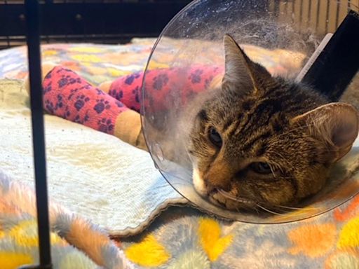 Cat Thrown from Apartment Balcony Survives 12-Story Fall from Building, Minn. Rescue Says