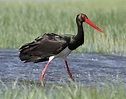 Bird Banding and Nature: Interesting birds in Bulgaria-Black Stork ...