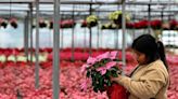 Orban’s Nursery in Bradenton continues traditional poinsettia sale after Thanksgiving