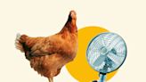 Is Extreme Heat Helping to Spread Bird Flu?