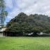 Moreton Bay Fig Tree (Los Angeles, California)