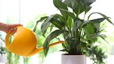 Peace lily lasted for ‘years’ by ‘only ever’ watering it after one key sign