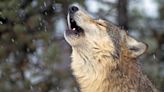 Wolves have visited the area around these 12 Colorado mountain towns