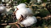 AGI Denim launches regenerative cotton farm project in Pakistan