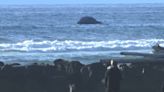 Dead whale floating off Oregon coast may beach soon near Manzanita