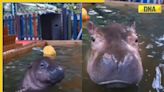 Viral video: Baby hippo enjoying bath will splash a smile on your face, watch