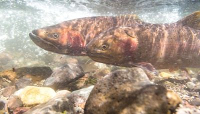 Yellowstone cutthroat trout conservation continues in Shields River watershed