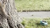 Mama Squirrel Caught On Camera Reuniting With Her Lost Babies