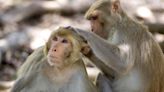 Monkey group exhibits ‘surprising’ bisexual behavior. It’s likely beneficial, study says