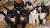 Almost 300 Cats Rehomed From ‘Overwhelmed’ Man in Canada