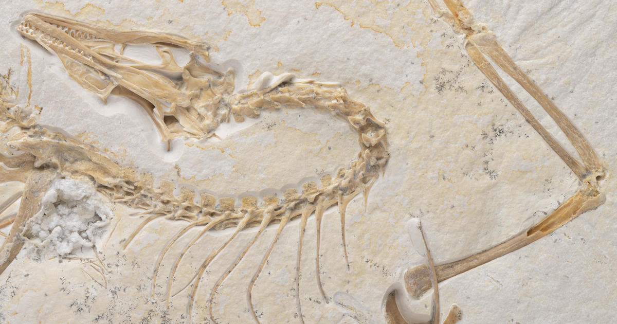 First known bird fossil unveiled at Chicago's Field Museum