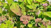 Does Your Hydrangea Have Brown Spots? 3 Tips to Try for a Quick Fix