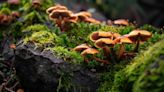 La verdad detrás de los “anillos de hadas” formados por hongos: su vínculo con lo mágico y la importancia para el medio ambiente