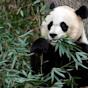 zoo Panda