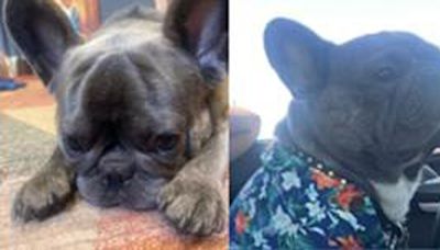 French bulldog stolen at gunpoint in Southeast DC - WTOP News