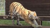 Practice yoga with a tiger for a good cause