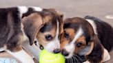 Humane Society Rescues Last of the 4,000 Beagles From Envigo Facility