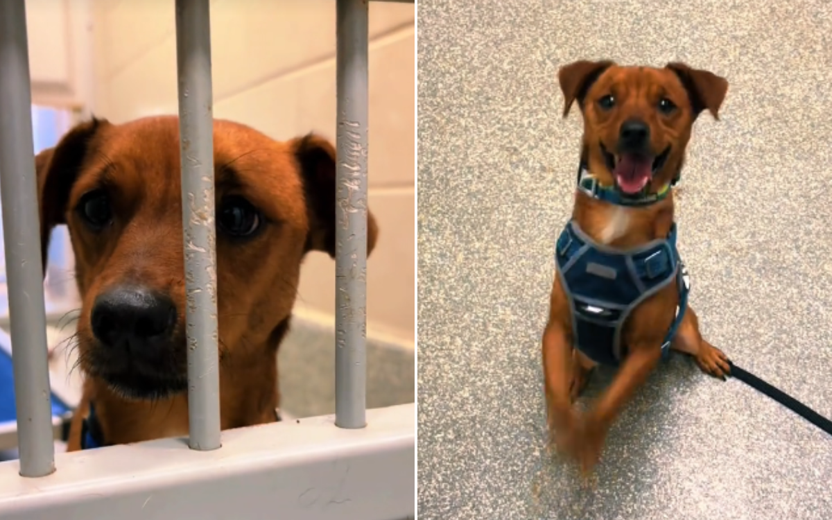 Shelter dog does adorable dance for visitors 'in hopes of being adopted'