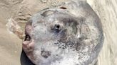 Rare hoodwinker sunfish found on Oregon beach