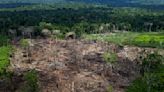 Opinion: Why disappearing trees are so bad for our climate — and health