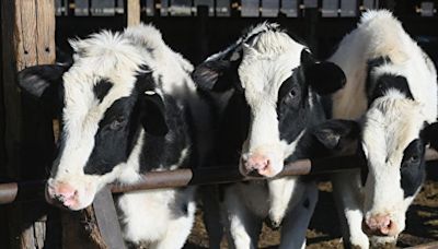 美國乳牛染禽流感又傳人 台專家籲別喝未殺菌生乳