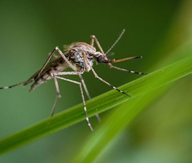 What attracts mosquitoes? Pest experts say eliminate these 3 things from your yard