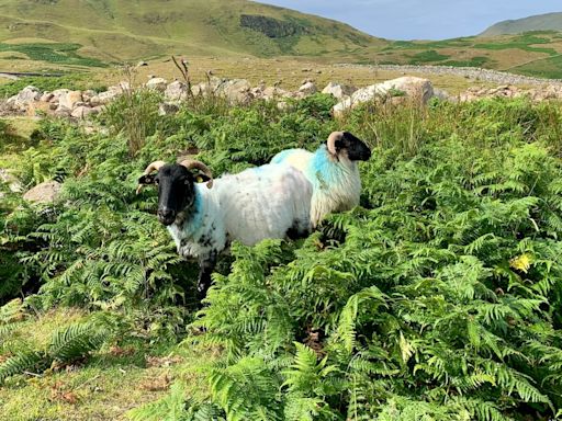 City slickers on Clare Island: It’s a joy to cast off our urban shackles for a few days