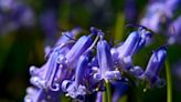 5 top tips for planting bluebells from an RHS gardening expert