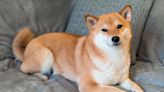 Can Dogecoin Reach $1? Yes, but Only if This Happens