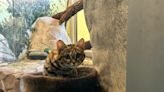 Is this cute cat really deadly? Meet Gaia, the black-footed cat, at the Utah zoo