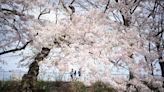 Cherry Blossom season is officially here at Central Park
