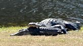 Huge alligator eats another alligator on Hilton Head golf course. Why cannibalism?