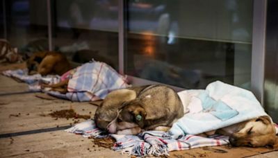 Turquía examina ley para controlar perros callejeros matando a los enfermos o con ‘comportamiento negativo’