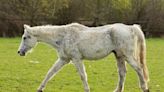 Welsh Rescue Horse Who's Lived To An Unbelievable Age Is Stealing Hearts Everywhere