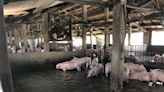 雲林台西養殖區排水路一週潰堤三次 500頭豬泡水裡
